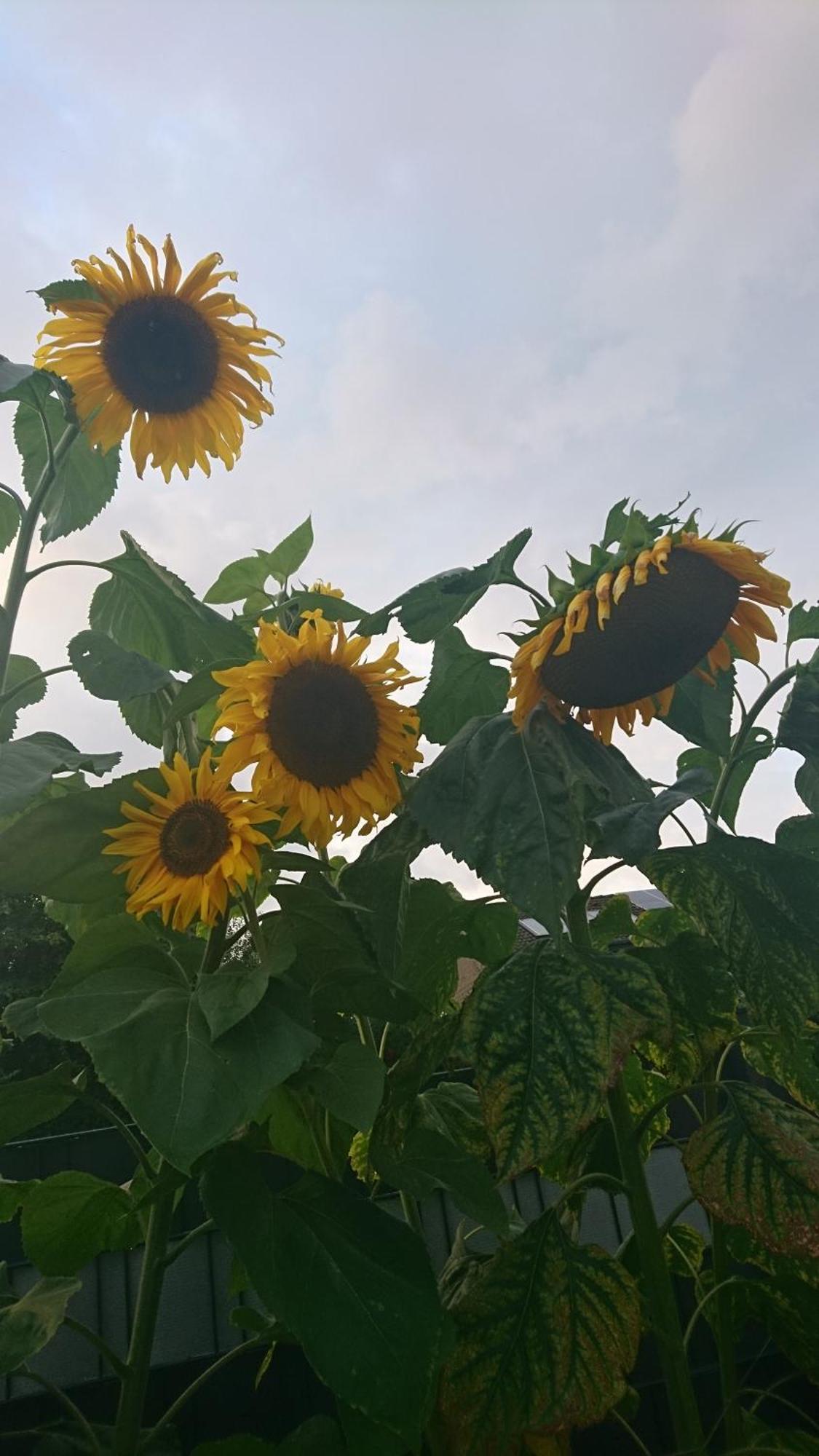 Ferienwohnung Sonnenblick Und Relax Sundern Eksteriør bilde